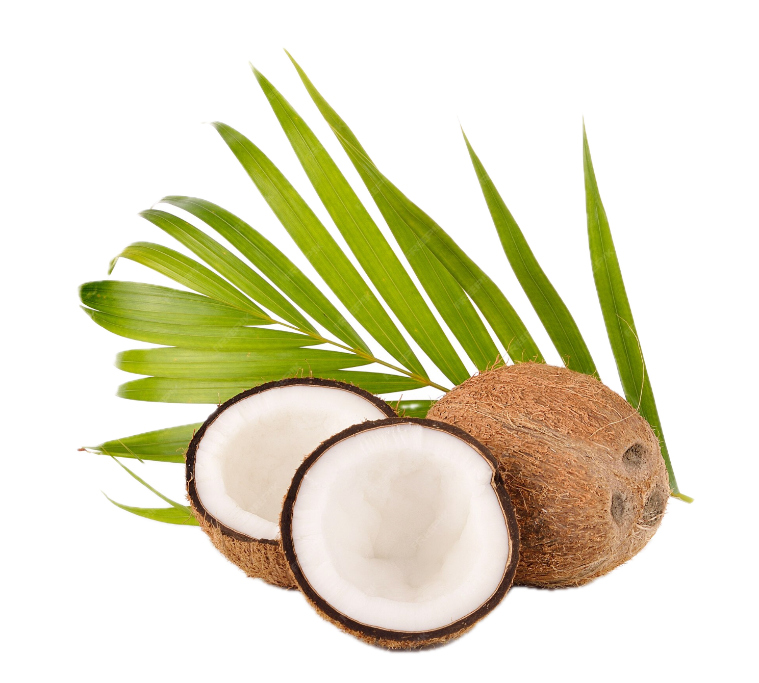 Coconut