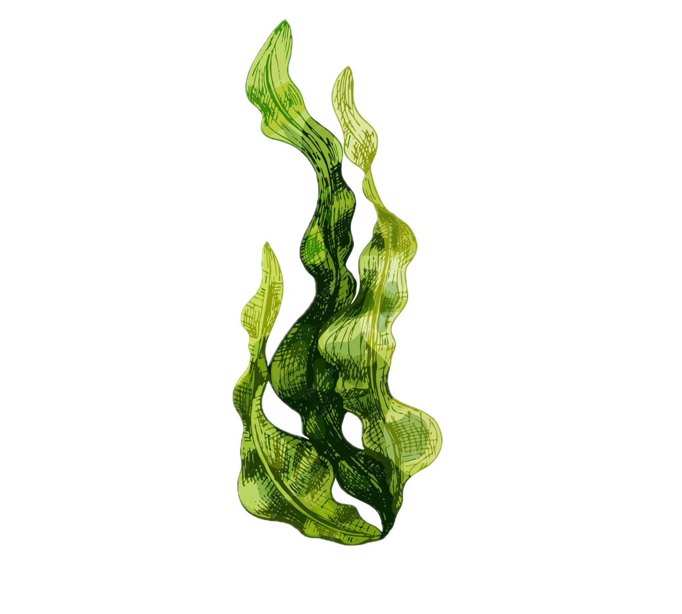 Seaweed